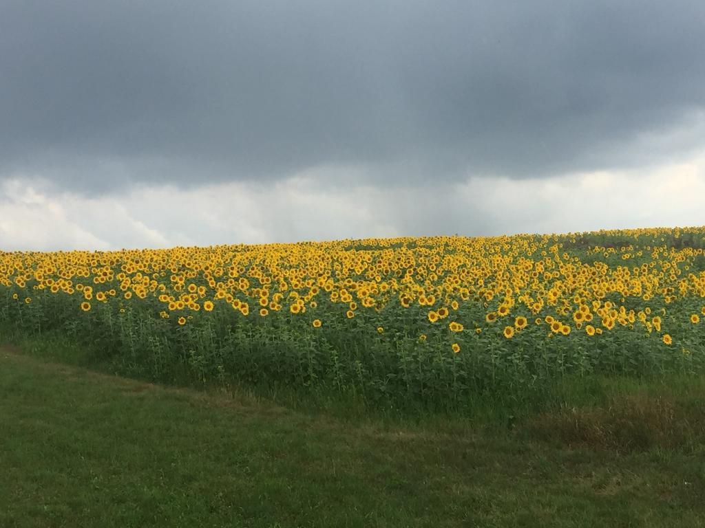Ferienwohnungen Koessl Waidhofen an der Ybbs Exteriér fotografie