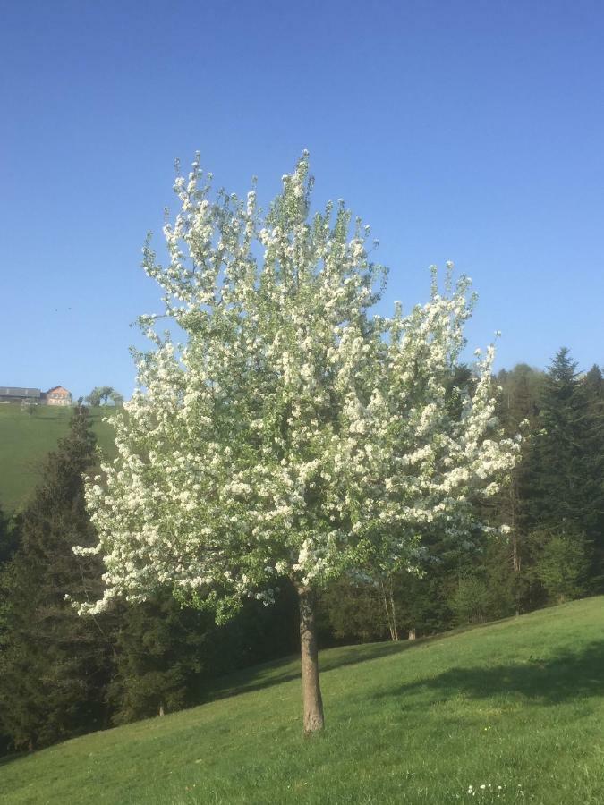 Ferienwohnungen Koessl Waidhofen an der Ybbs Exteriér fotografie